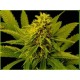 WHITE WILLOW * SOMA SEEDS REGULAR 10 SEMI 