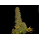 KAHUNA * SOMA SEEDS 5 SEMI REG