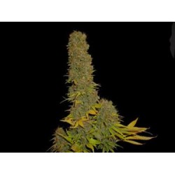 KAHUNA * SOMA SEEDS 5 SEMI REG