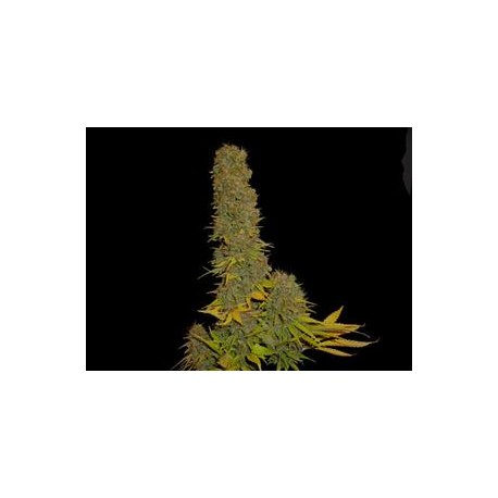 KAHUNA * SOMA SEEDS 5 SEMI REG