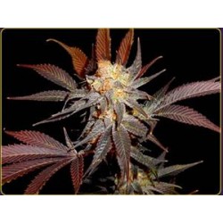 LAVENDER * SOMA SEEDS 5 SEMI REG 