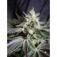 BLACK JACK * SWEET SEEDS FEMINIZED 3 SEMI 