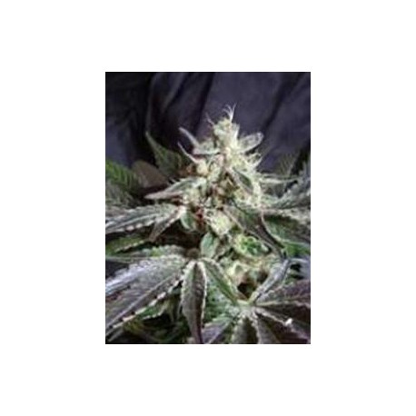 BLACK JACK * SWEET SEEDS FEMINIZED 3 SEMI 