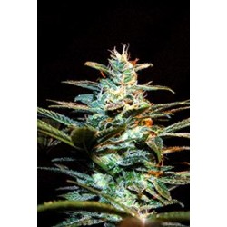 ICE COOL * SWEET SEEDS FEMINIZED 3 SEMI 