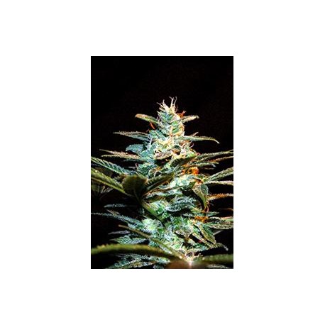 ICE COOL * SWEET SEEDS FEMINIZED 3 SEMI 