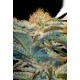 MOHAM RAM * SWEET SEEDS FEMINIZED 3 SEMI 