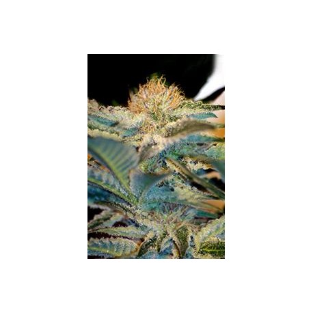 MOHAM RAM * SWEET SEEDS FEMINIZED 3 SEMI 