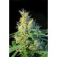 PSICODELICIA * SWEET SEEDS FEMINIZED 3 SEMI 