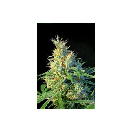 PSICODELICIA * SWEET SEEDS FEMINIZED 3 SEMI 