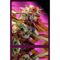 WILD ROSE * SWEET SEEDS FEMINIZED 3 SEMI 