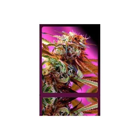 WILD ROSE * SWEET SEEDS FEMINIZED 3 SEMI 