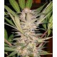 S.A.D. SWEET AFGANI DELICIOUS S1 * SWEET SEEDS 5 SEMI FEM 