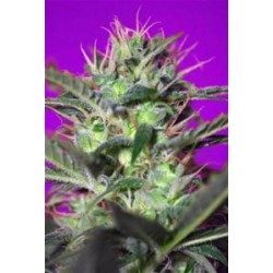 BOTAFUMEIROS * SWEET SEEDS FEMINIZED 5 SEMI 