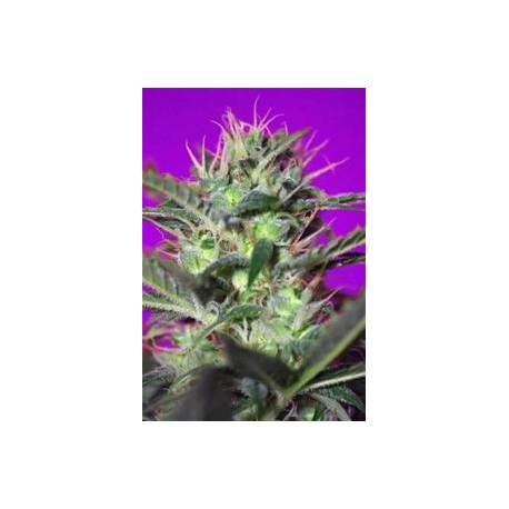 BOTAFUMEIROS * SWEET SEEDS FEMINIZED 5 SEMI 