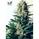 CRITICAL # 47 * POSITRONICS FEMINIZED 3 SEMI 