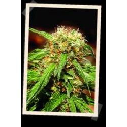 SWEET TAI * SWEET SEEDS FEMINIZED 5 SEMI 