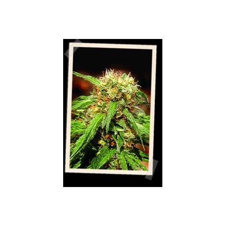 SWEET TAI * SWEET SEEDS FEMINIZED 5 SEMI 