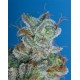 BURMESE KUSH * T.H. SEEDS 10 SEMI FEM