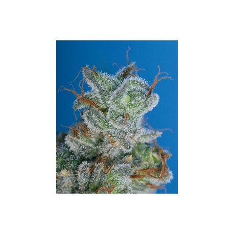 BURMESE KUSH * T.H. SEEDS 10 SEMI FEM