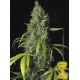 S.A.G.E. * T.H. SEEDS 10 SEMI FEM