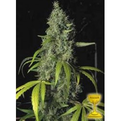 S.A.G.E. * T.H. SEEDS 10 SEMI FEM