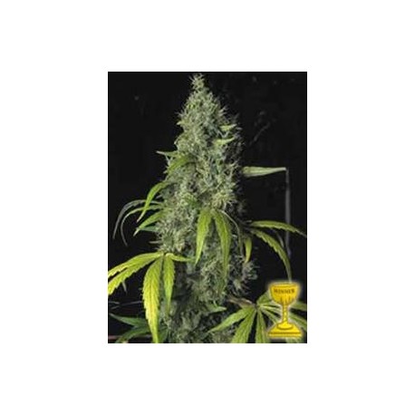 S.A.G.E. * T.H. SEEDS 10 SEMI FEM