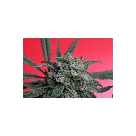 A-TRAIN * T.H. SEEDS 5 SEMI FEM