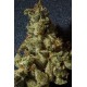 KUSHAGE * T.H.SEEDS 10 SEMI REG 