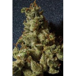 KUSHAGE * T.H.SEEDS 10 SEMI REG 