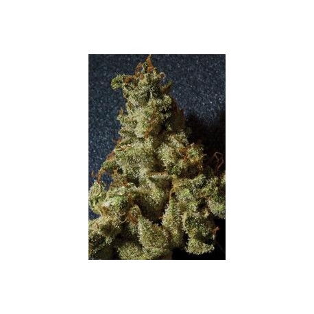 KUSHAGE * T.H.SEEDS 10 SEMI REG 