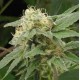 SAGE N SOUR * T.H.SEEDS 10 SEMI REG 