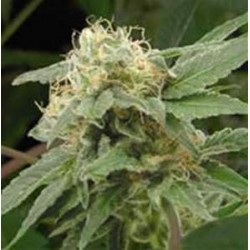 SAGE N SOUR * T.H.SEEDS 10 SEMI REG 