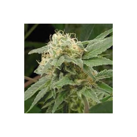 SAGE N SOUR * T.H.SEEDS 10 SEMI REG 