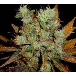 SKUNK XXX * T.H.SEEDS 10 SEMI REG 