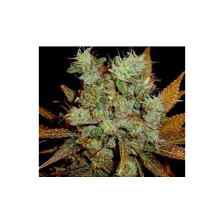 SKUNK XXX * T.H.SEEDS 10 SEMI REG 