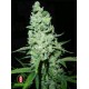 AK 47 * SERIOUS SEEDS 11 SEMI REG