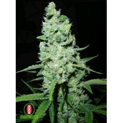 AK 47 * SERIOUS SEEDS 11 SEMI REG