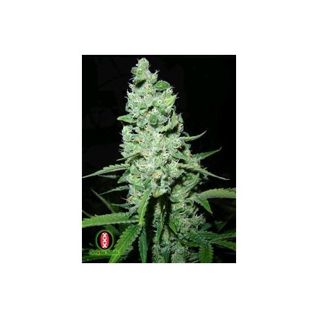 AK 47 * SERIOUS SEEDS 11 SEMI REG