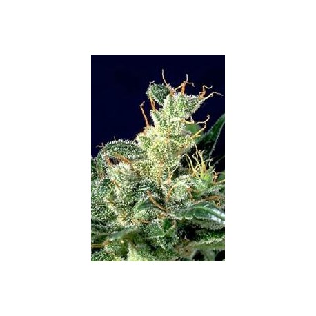 KALI MIST * SERIOUS SEEDS 11 SEMI REG