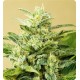 AUTO LOW GIRL * ADVANCED SEEDS 1 SEME FEM