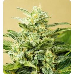 AUTO LOW GIRL * ADVANCED SEEDS 1 SEME FEM