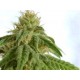 AFRODITE * KANNABIA SEEDS 10 SEMI FEM