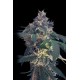 WHITE DOMINA * KANNABIA SEEDS 10 SEMI FEM