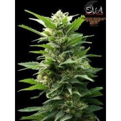 TNT KUSH * EVA FEMALE SEEDS 3 SEMI FEM