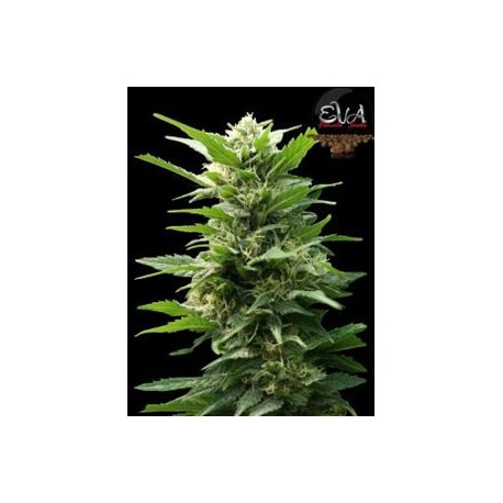 TNT KUSH * EVA FEMALE SEEDS 3 SEMI FEM