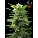 TNT KUSH * EVA FEMALE SEEDS 6 SEMI FEM