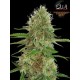 JAMAICAN DREAM * EVA FEMALE SEEDS 3 SEMI FEM