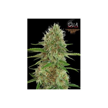 JAMAICAN DREAM * EVA FEMALE SEEDS 3 SEMI FEM