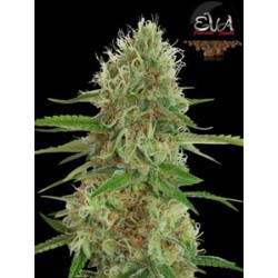 JAMAICAN DREAM * EVA FEMALE SEEDS 9 SEMI FEM