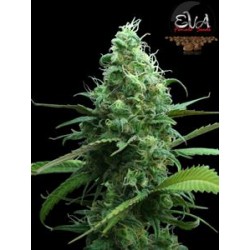 PINK PLANT * EVA FEMALE SEEDS 6 SEMI FEM 